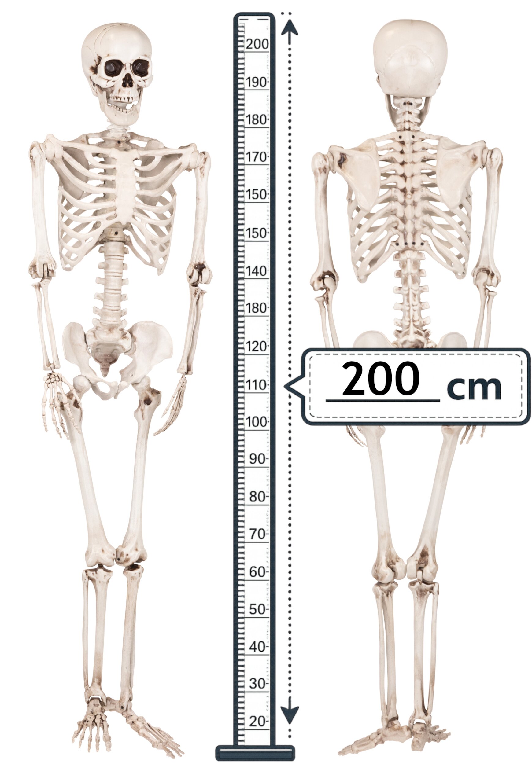 Hängendes Skelett 200 cm